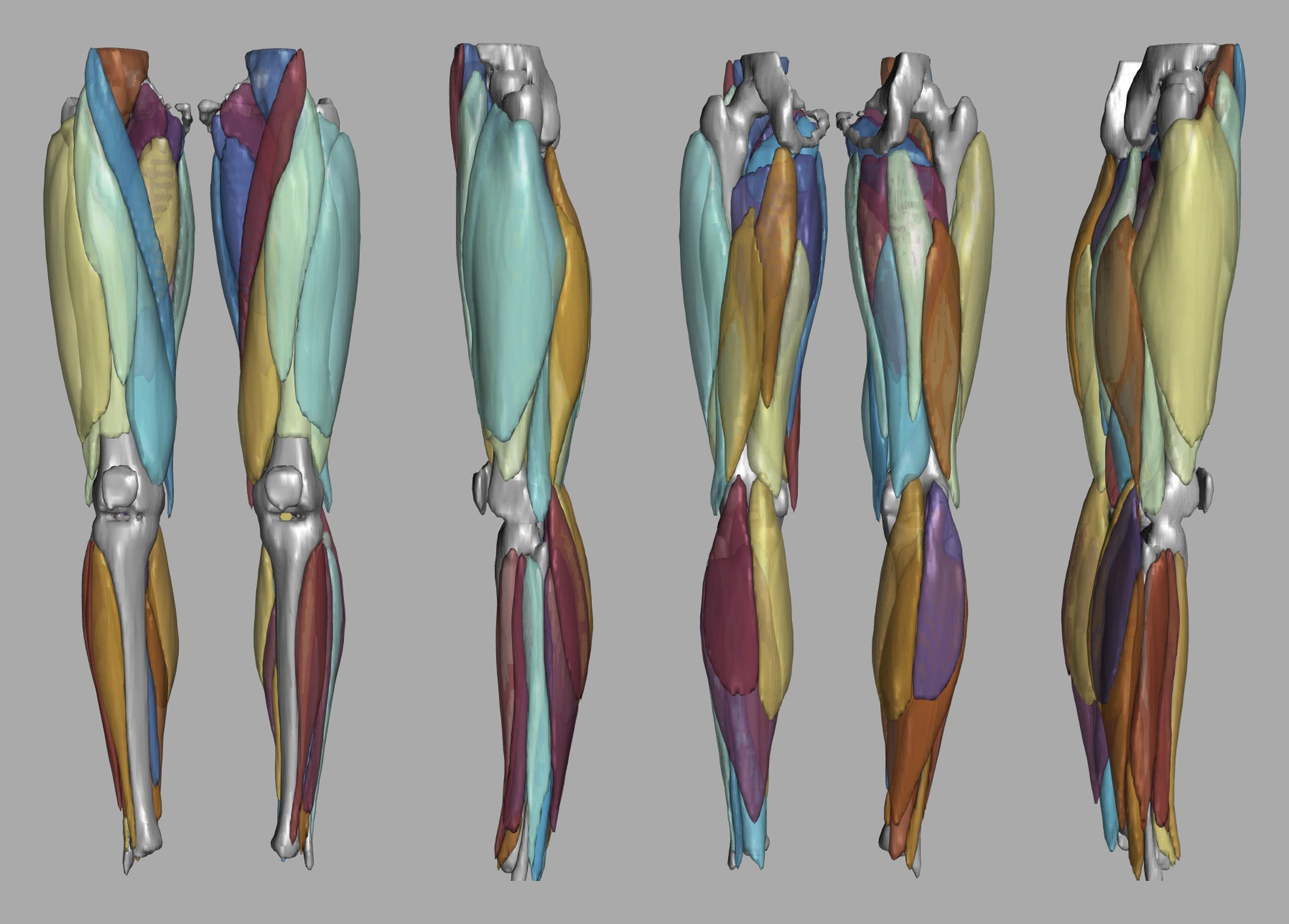 3D render of automated muscle segmentation labels generated using a CNN UNET.